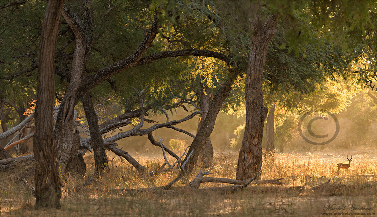 Golden African Forest