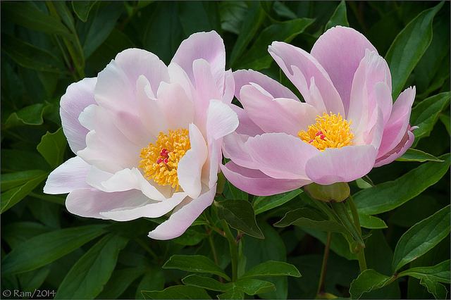 Peony Twins