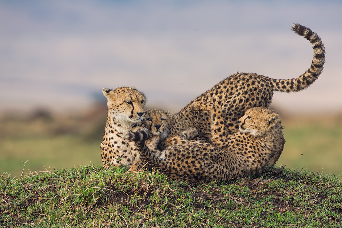 Cheetahs