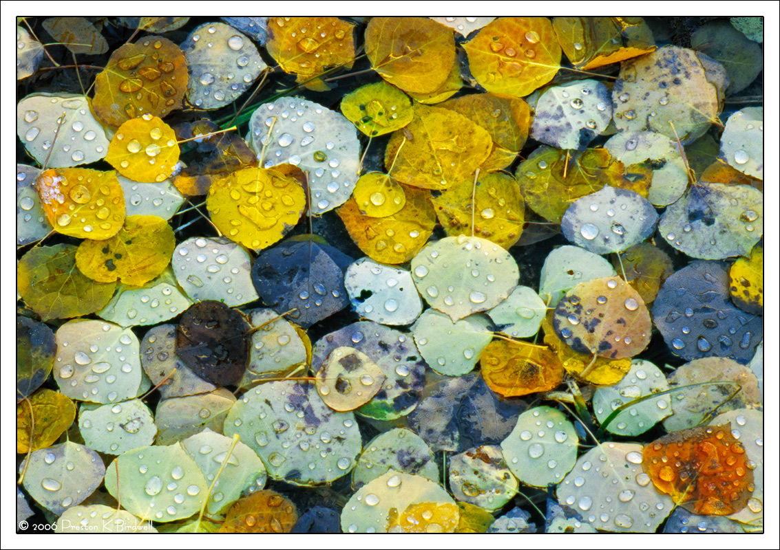 Leaves In Rain WC #638