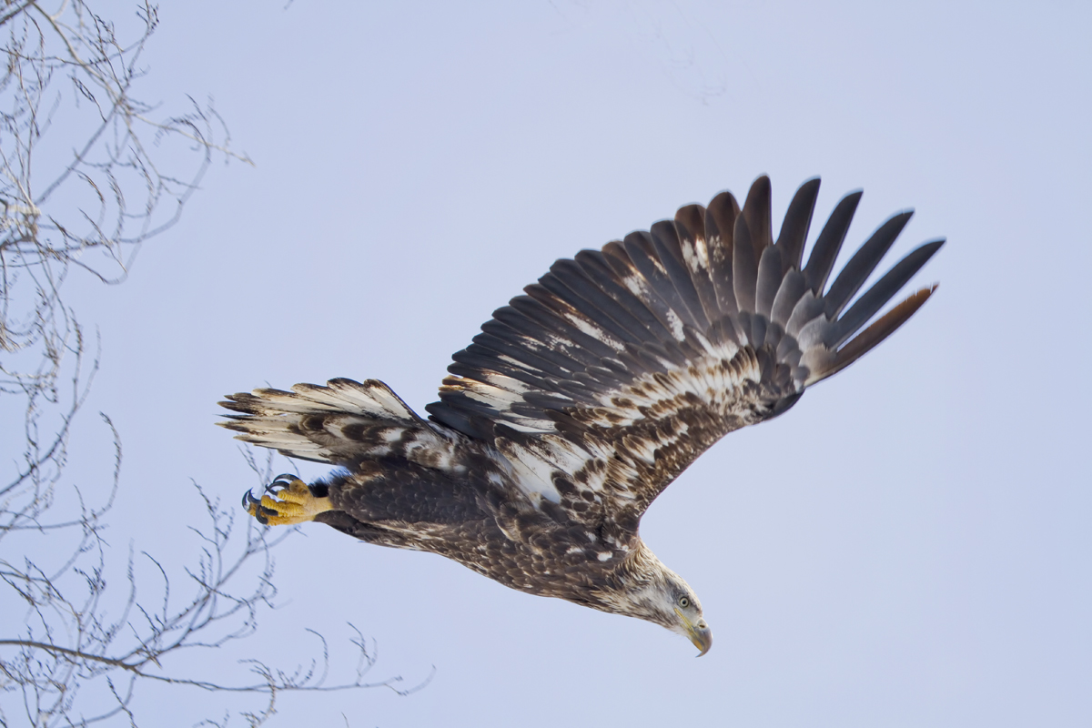 Bald Eagle Launch