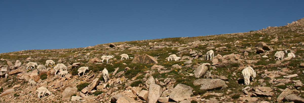 19 Mt. Goats