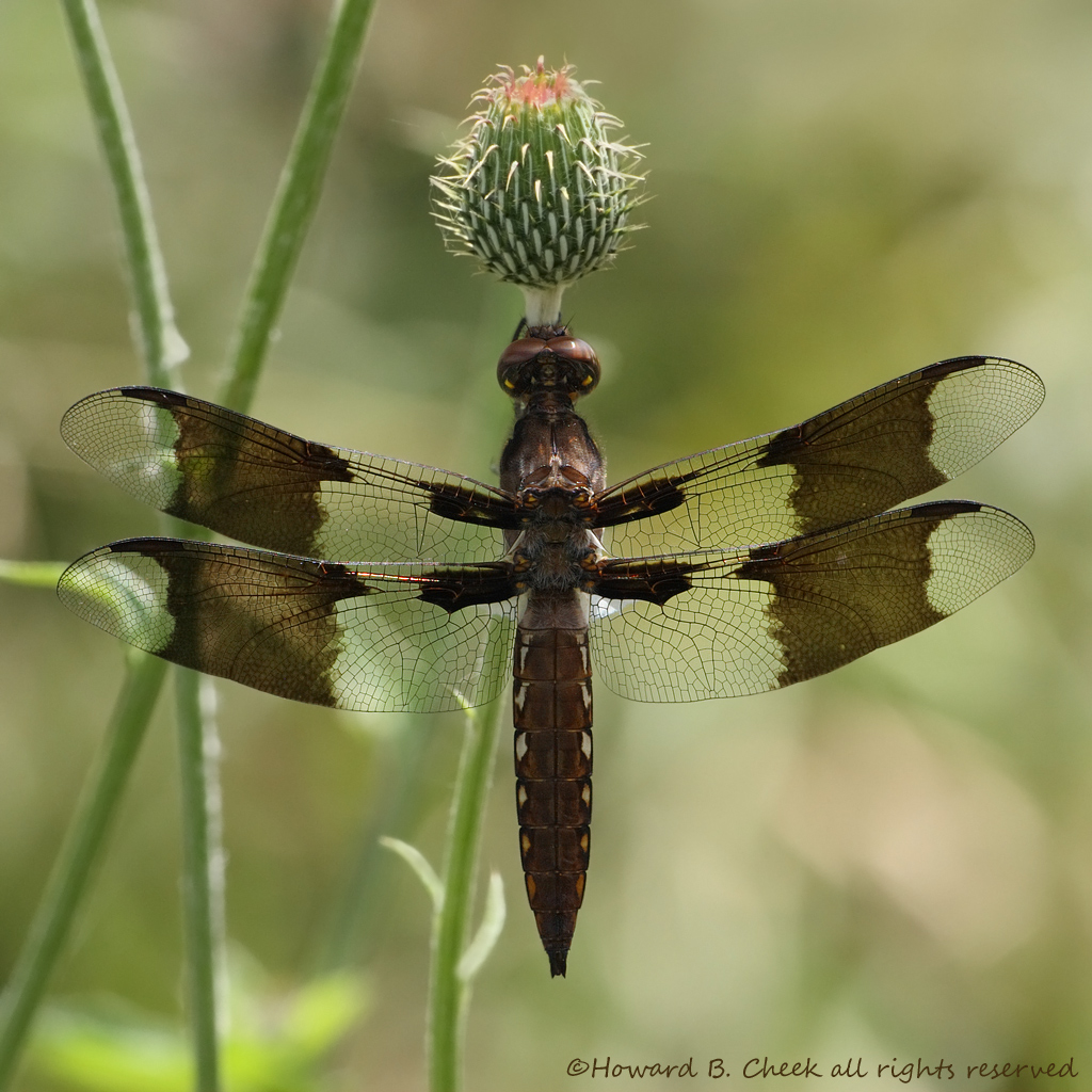 Long-tailed Skimmer 
