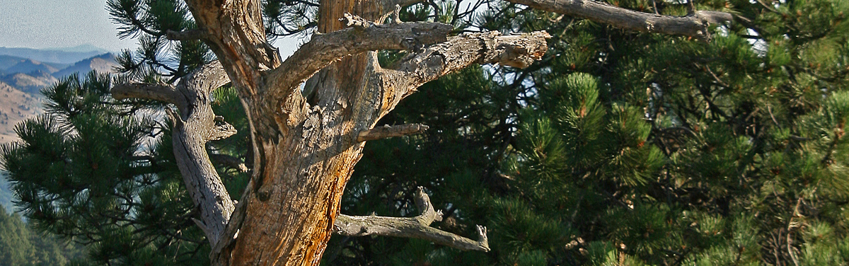 Old pine  2