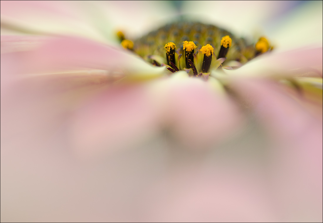 Osteospermum 6