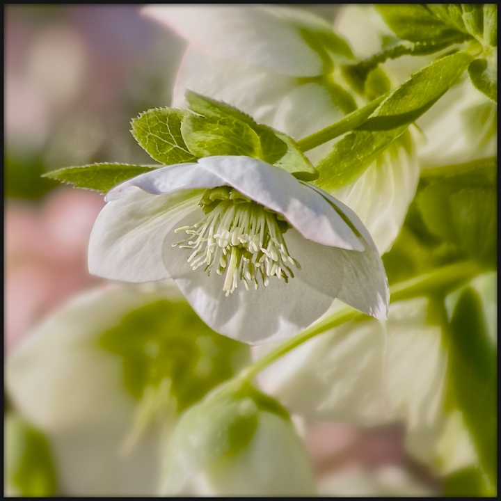 White Hellebore