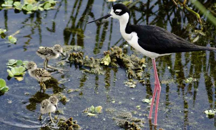 Black-necked Stilt