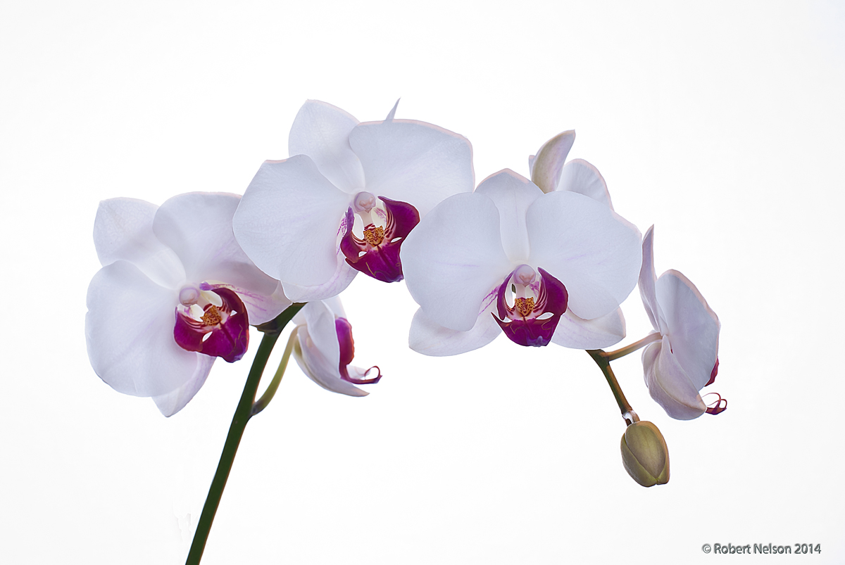 White orchid