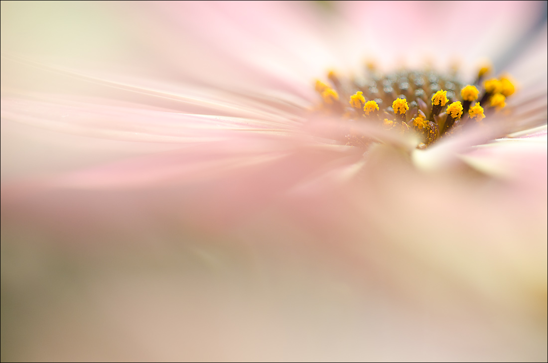 Osteospermum 7