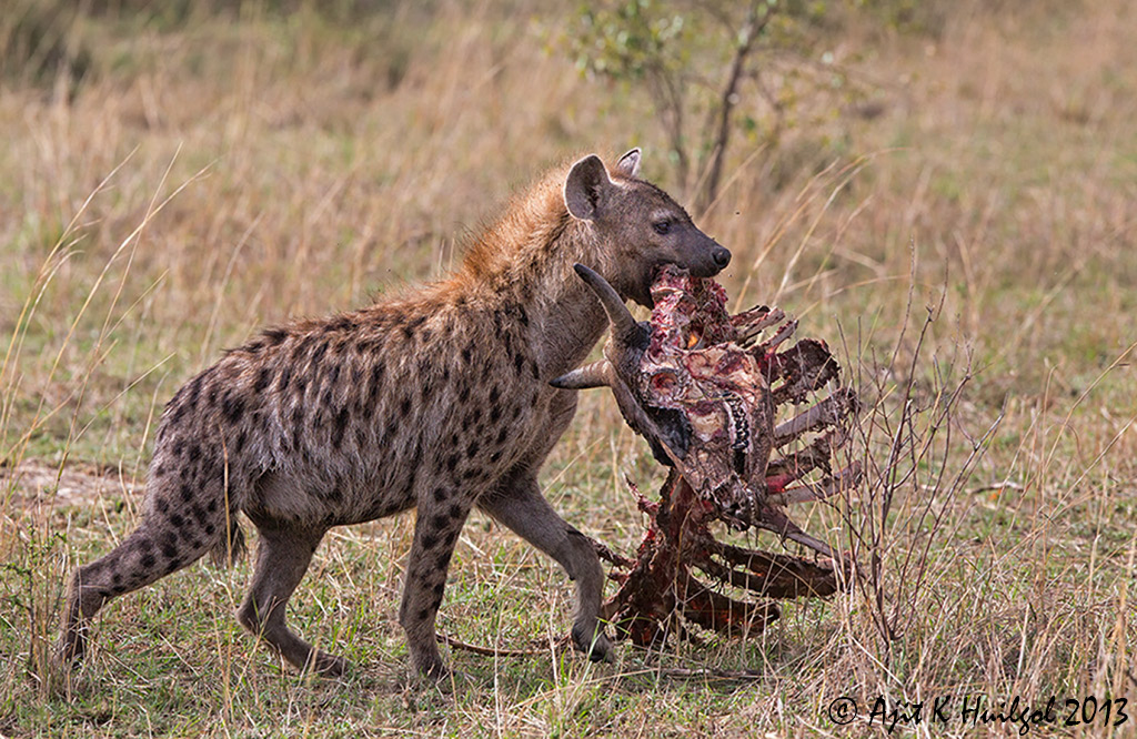 Hyena with kill