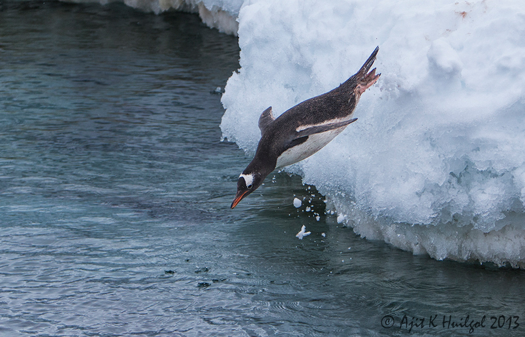 Gentoo diving