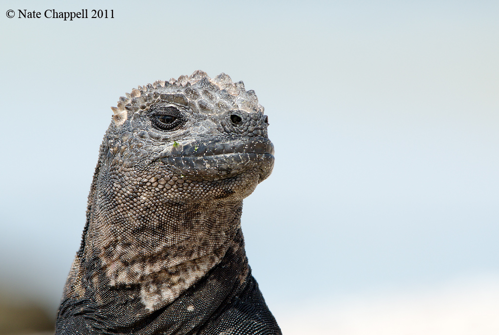 Marine Iguana, female