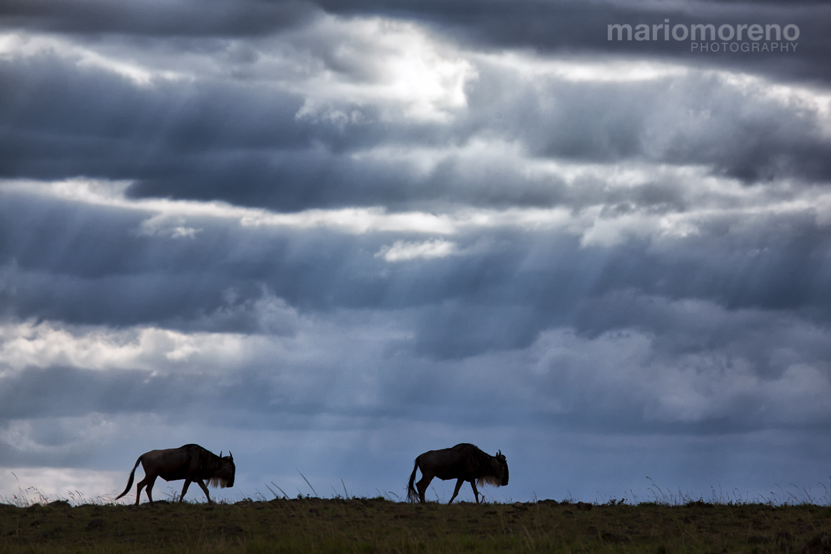 Wildebeest Under A Storm