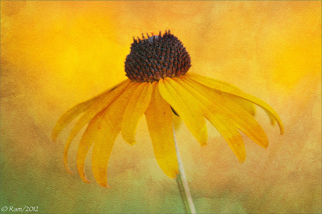 BE Susan