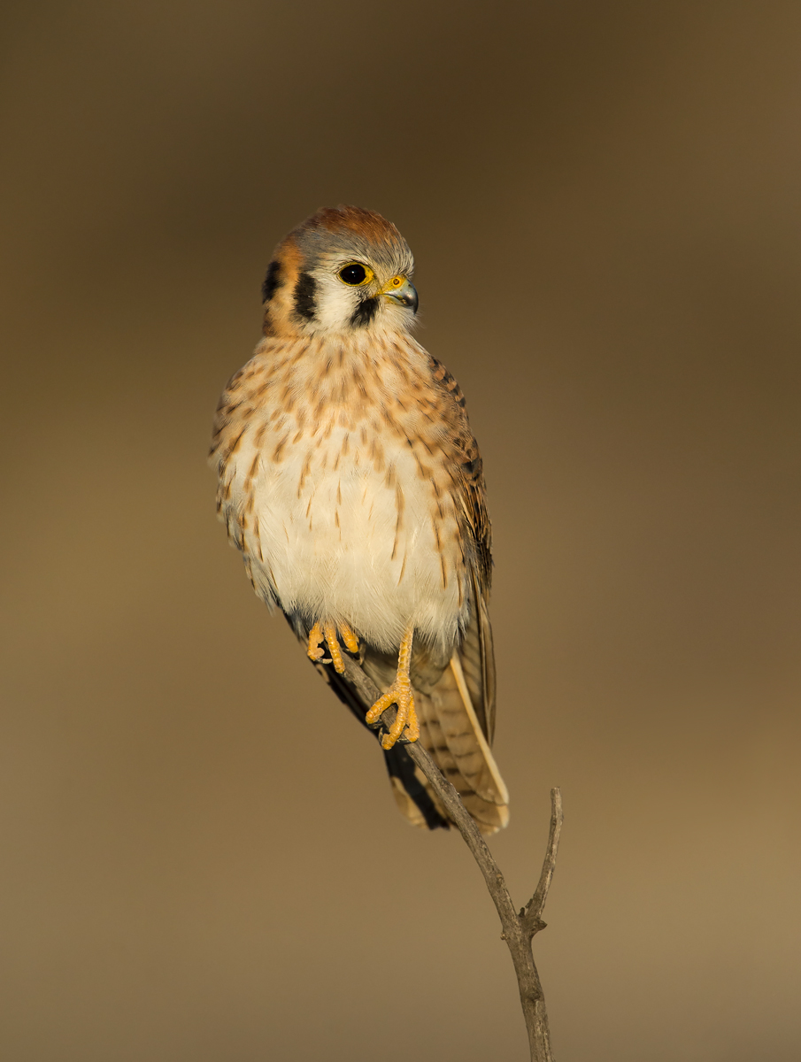 Female Kestrel