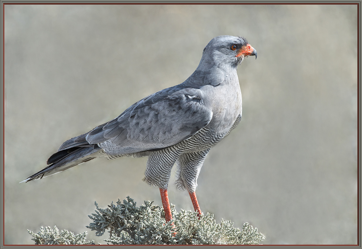 Chanting Goshawk