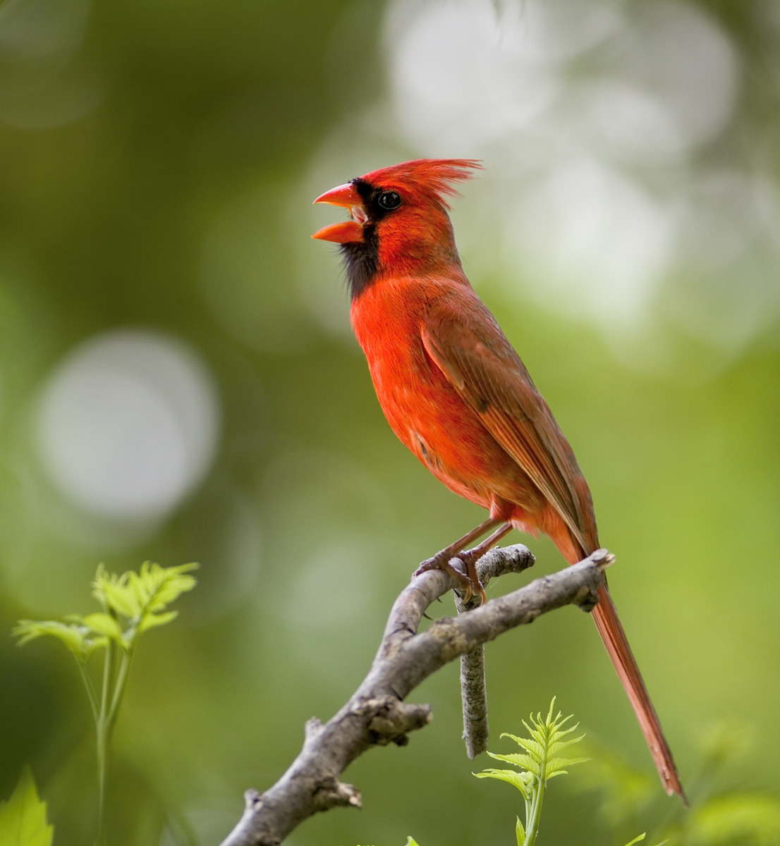 Scarlet Crooner