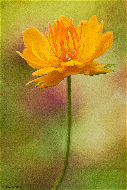 Globe Flower