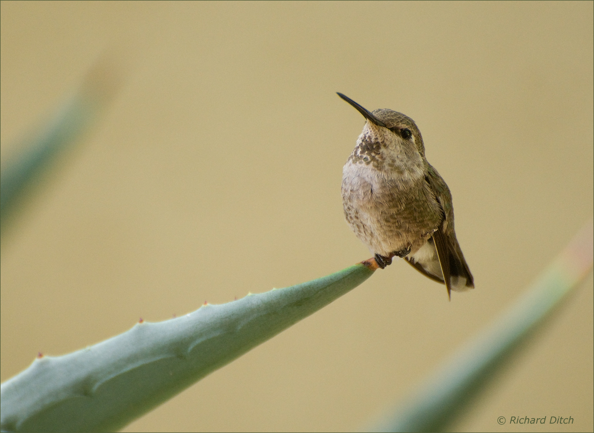 #639 Costa's Hummingbird
