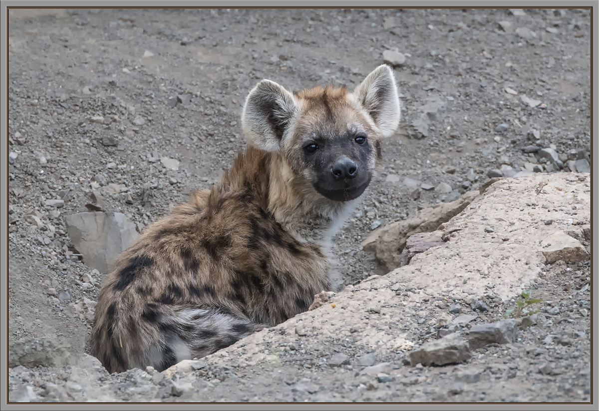 Spotted Hyena Cub