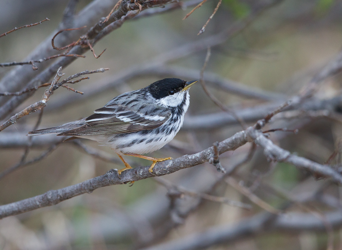 Blackpoll Warbler