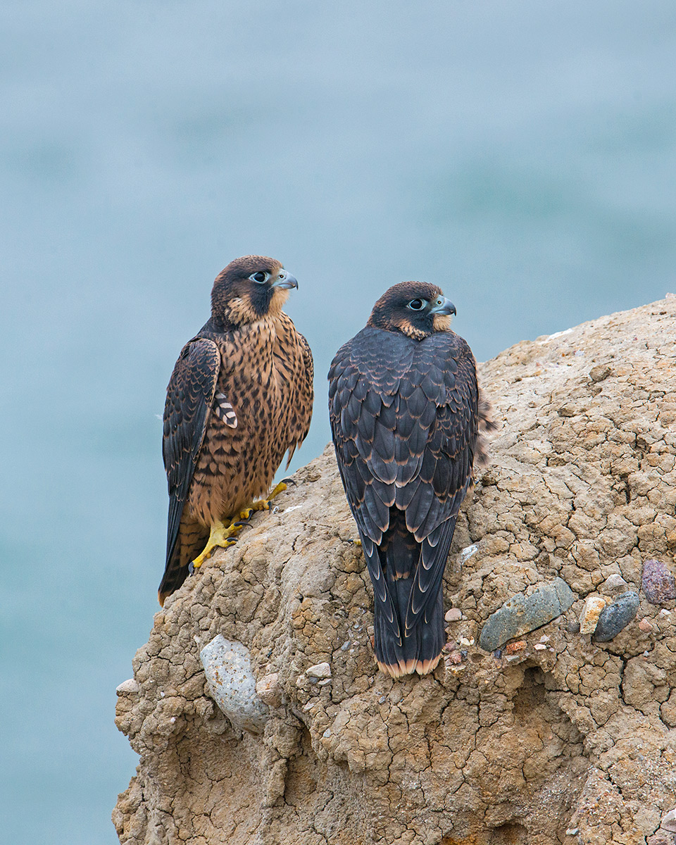 Young Falcons