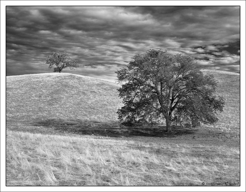Autumn Evening Oaks + rp