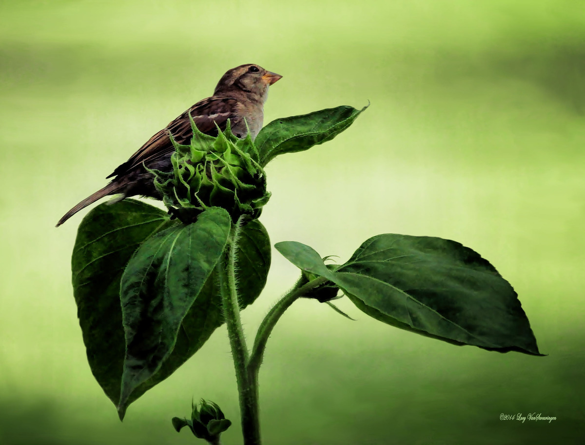 Thoughtful Sparrow