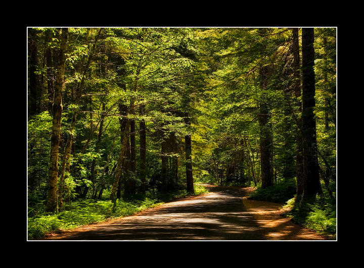 A Drive in The Forest