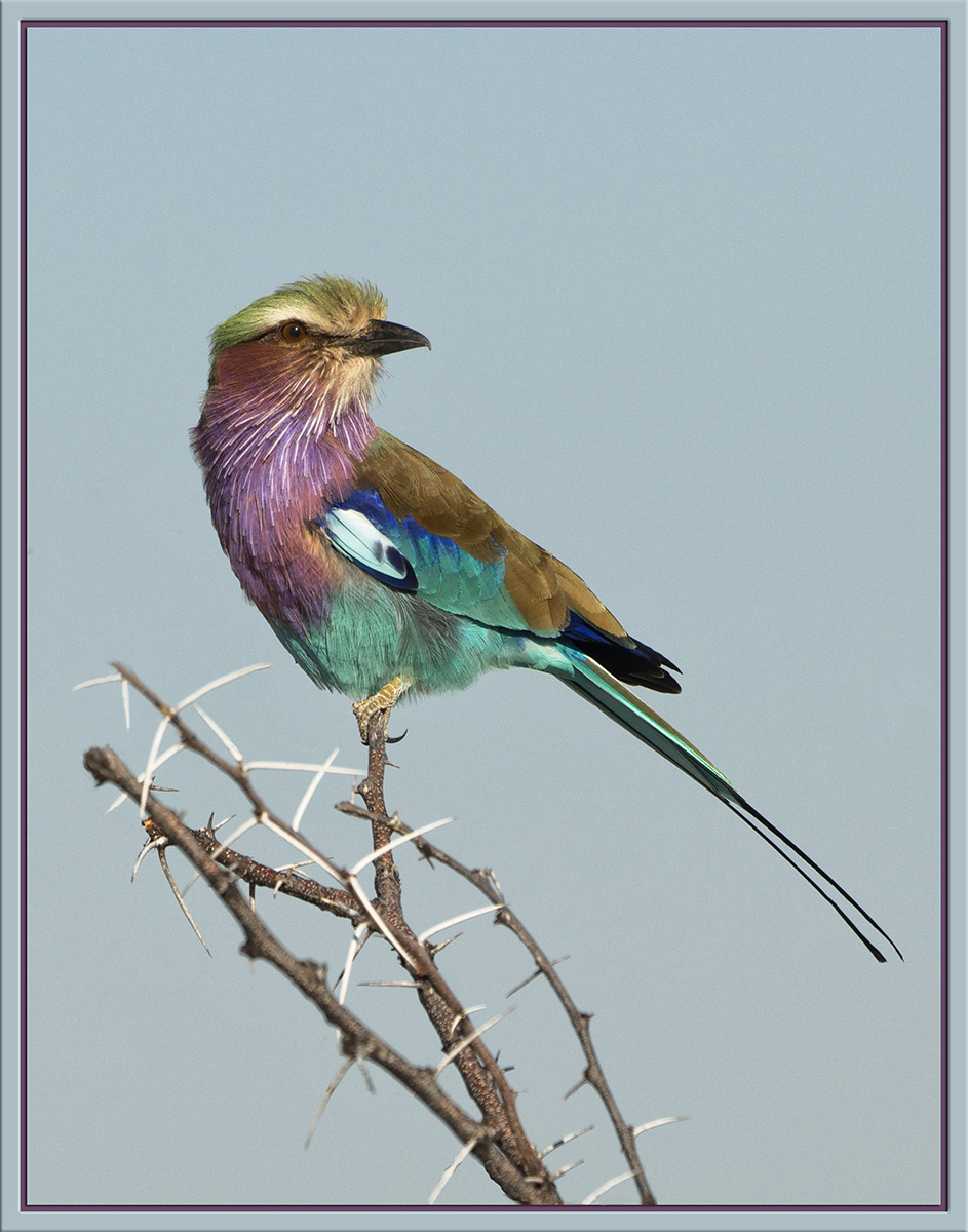 Lilac-Breasted Roller