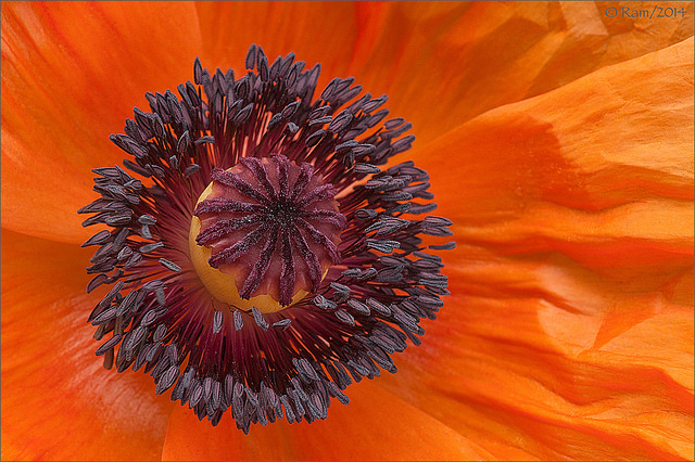 Poppy