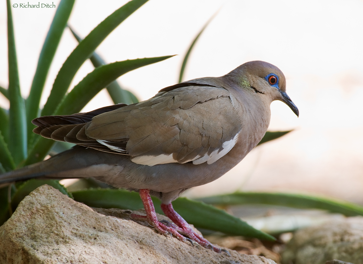 #639 White-winged Dove