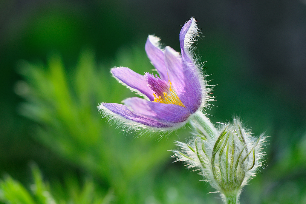 Pasqueflower