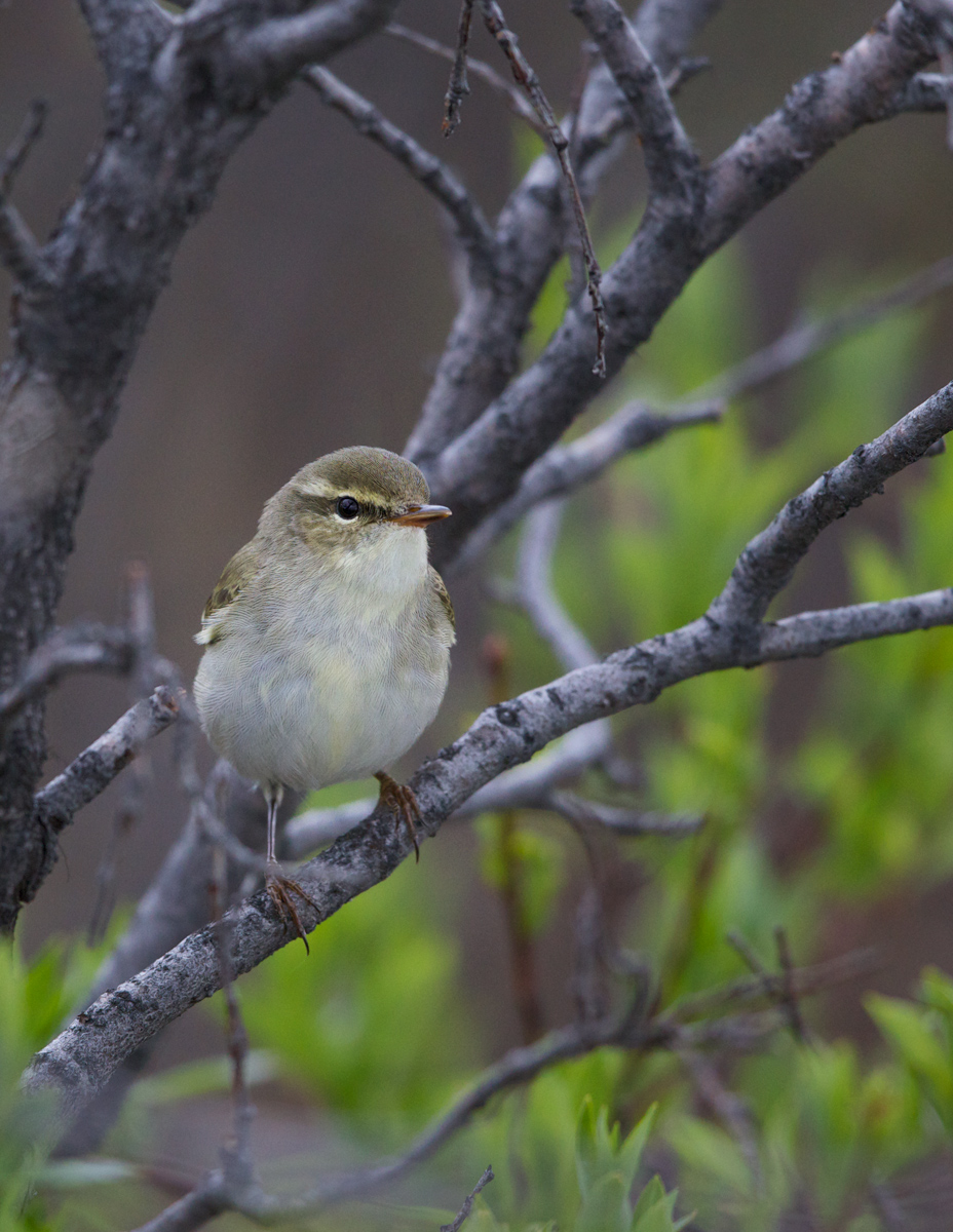 Arctic Warbler