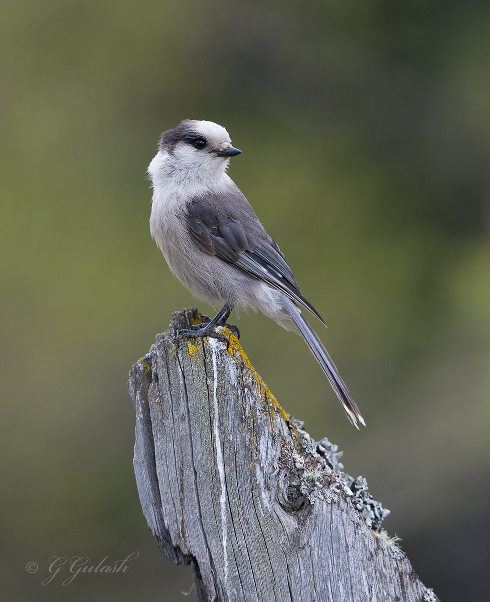 Gray Jay