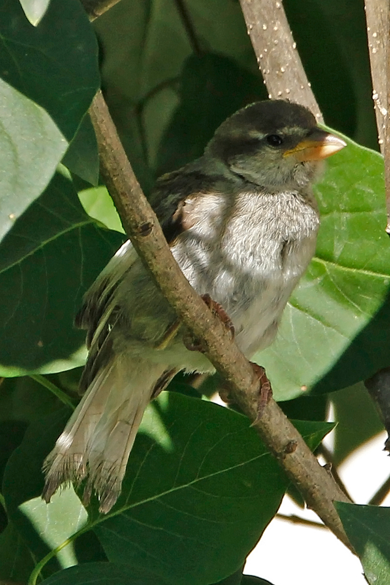White wing