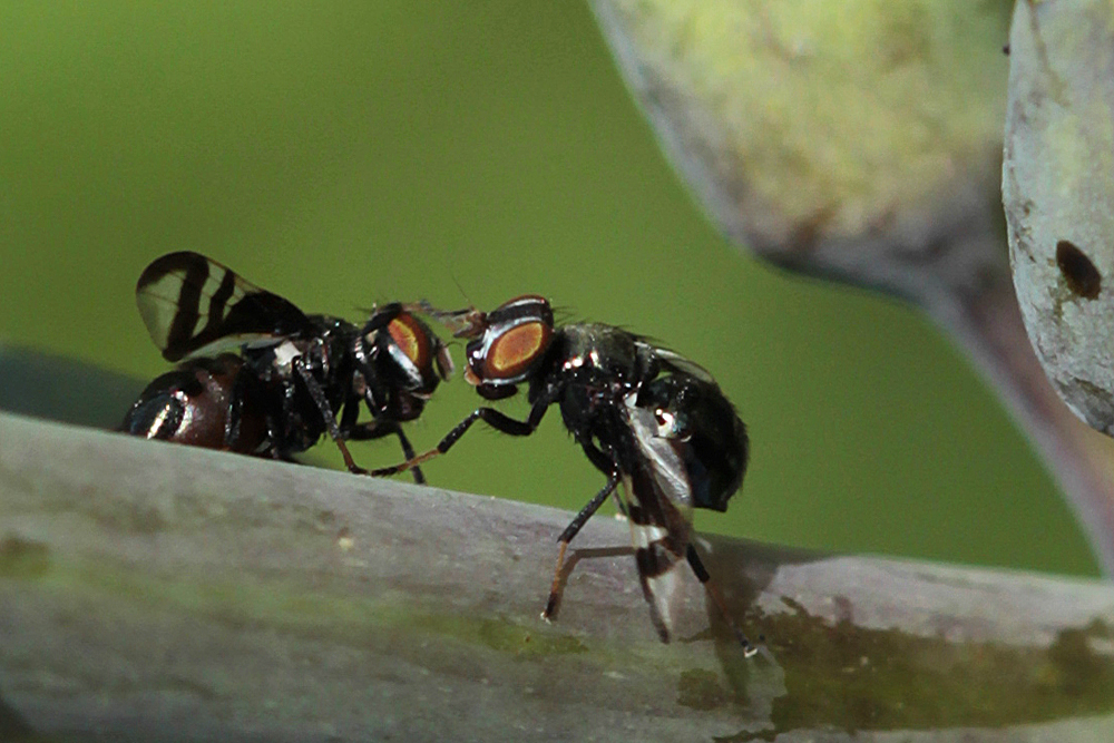 Picture winged flys