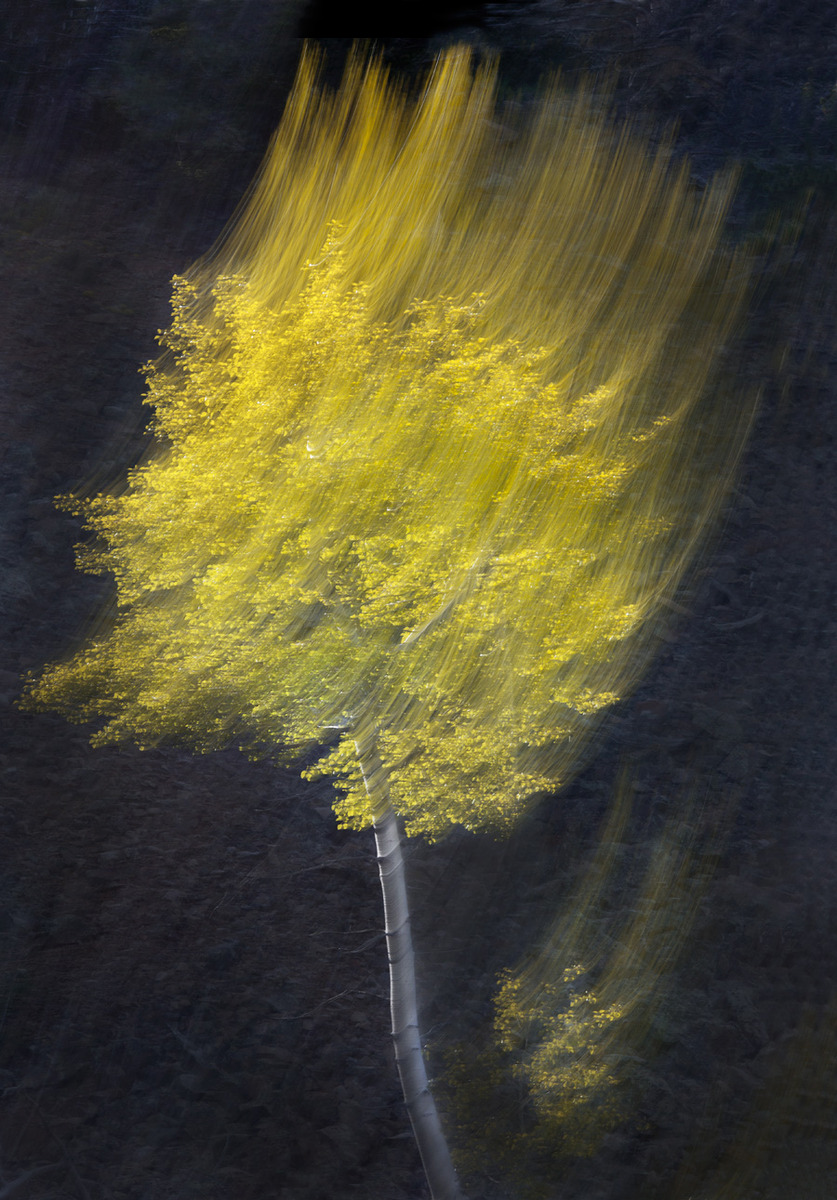 Aspen Blur