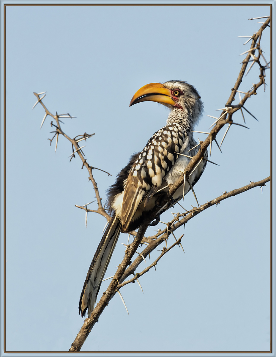 Yellow-Billed Hornbill