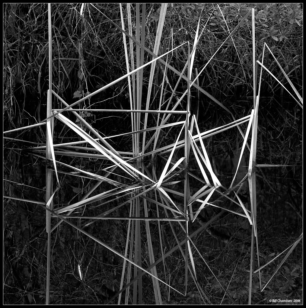 Reed Rorschach