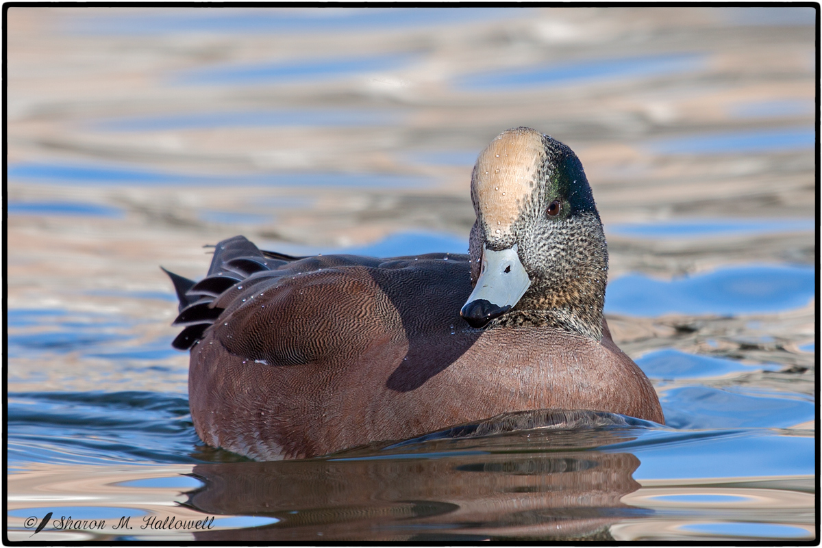 Am Wigeon