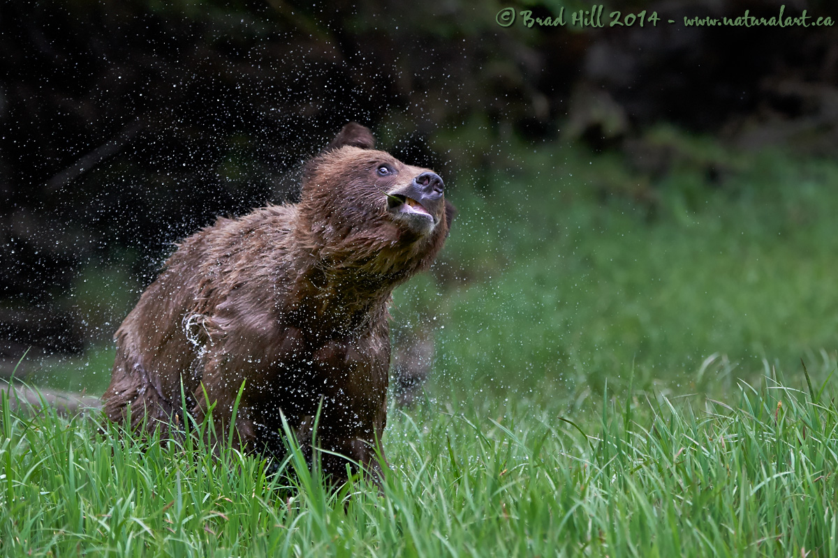 Shake it Up!