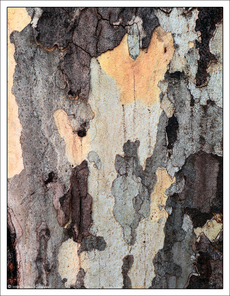 Bark Patterns + RP