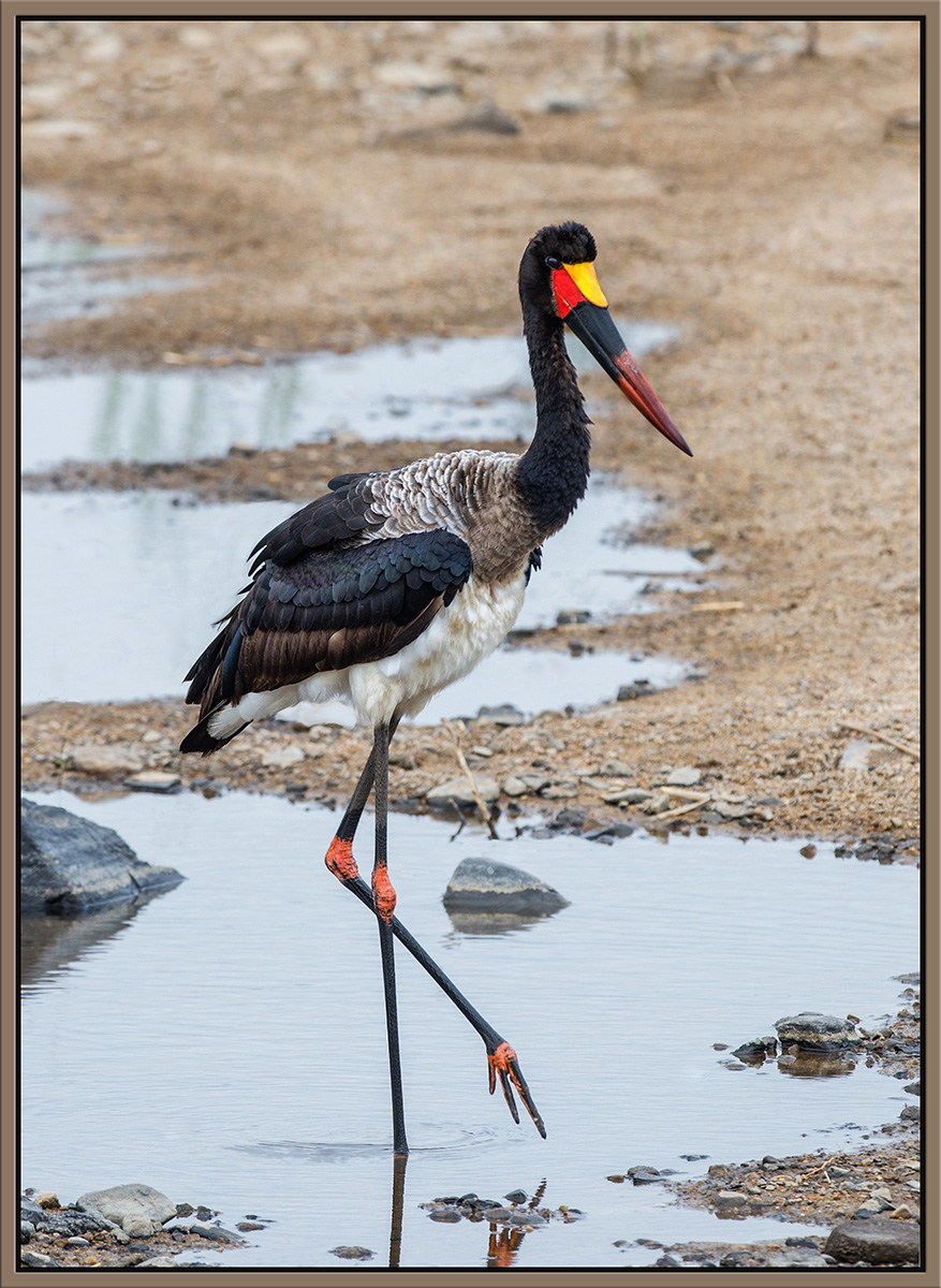 Saddle-billed Stork