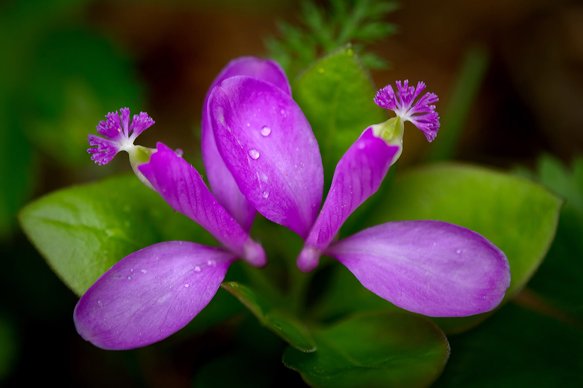 Fringed Polygala