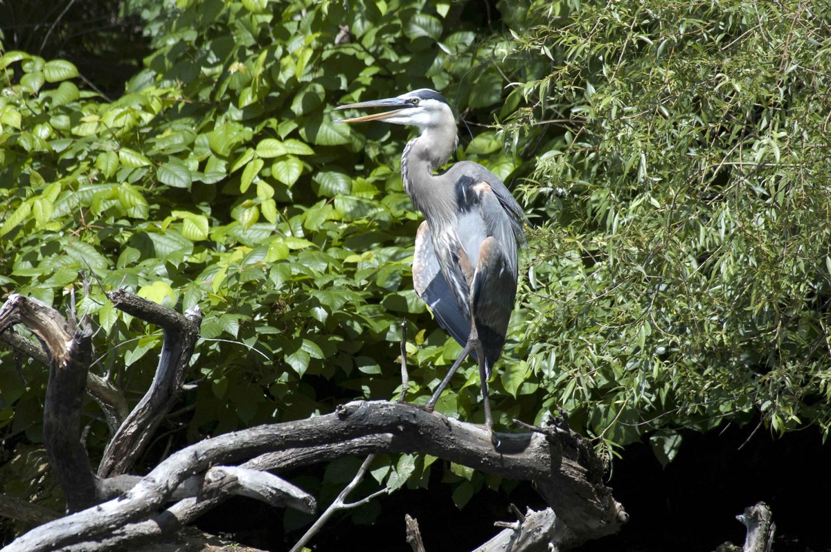 Great Blue Heron