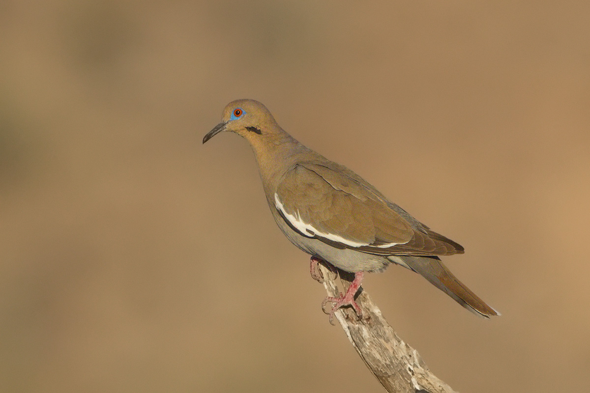 Wwhite-winged Dove