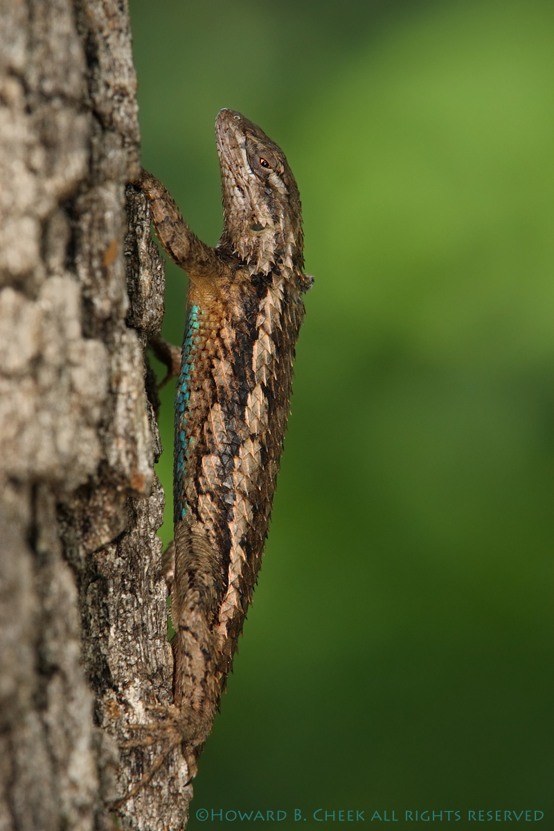 Master of Camouflage