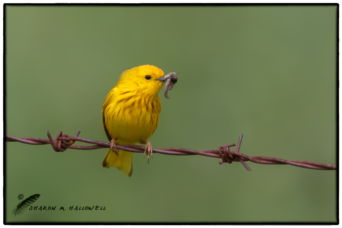 Yellow Warbler
