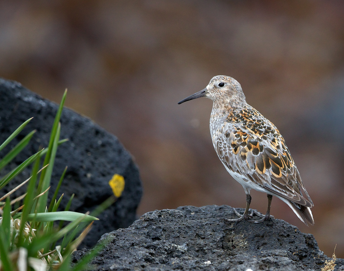 Rock Sandpiper